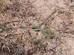 Euphorbia aff cuneata Kiritiri GPS167 Kenya 2012_PV0411.jpg